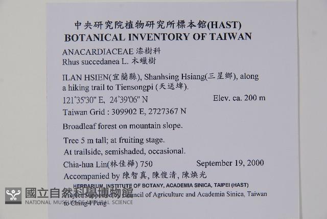 木蠟樹、山漆藏品圖，第2張