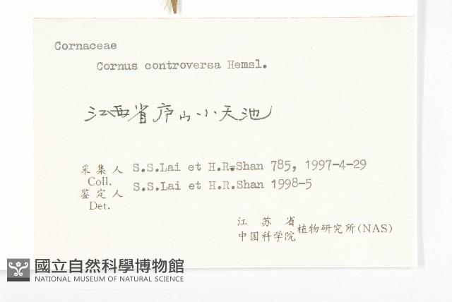 燈臺樹藏品圖，第3張