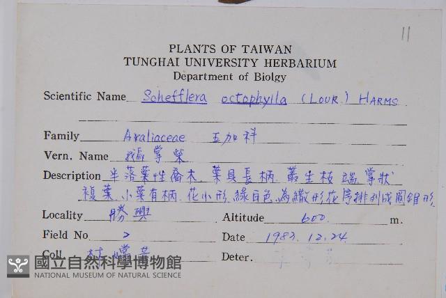 鵝掌柴、江某、鴨腳樹藏品圖，第2張