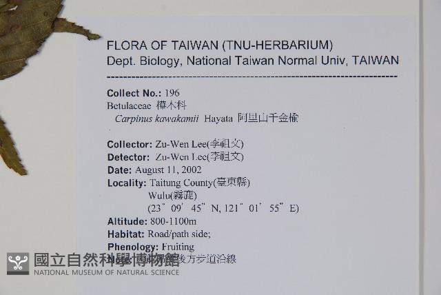 阿里山千金榆藏品圖，第2張