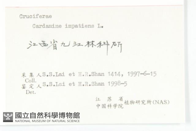 水花菜藏品圖，第3張