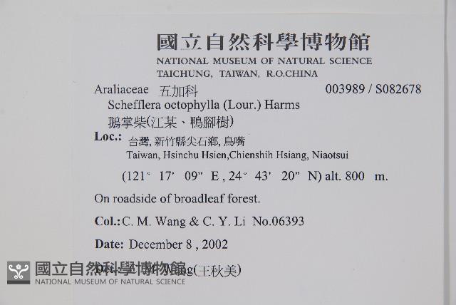 鵝掌柴、江某、鴨腳樹藏品圖，第5張