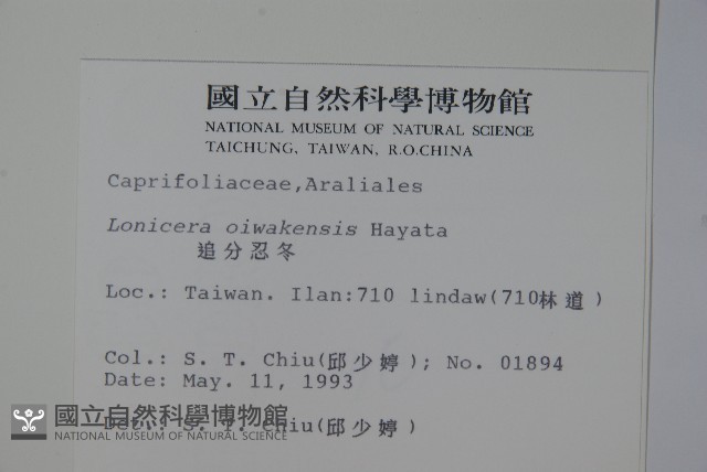 追分忍冬藏品圖，第2張
