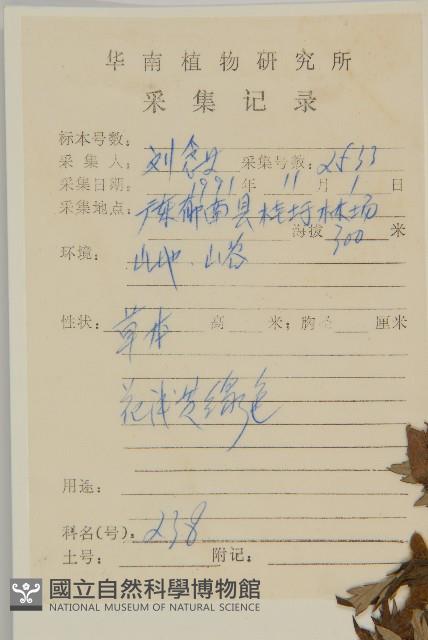 艾、五月艾藏品圖，第2張