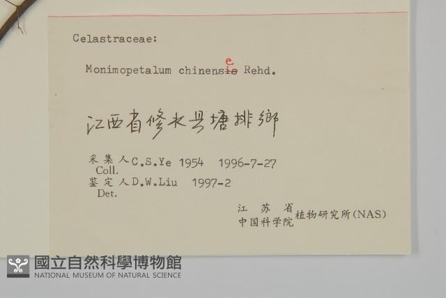 永瓣藤藏品圖，第3張