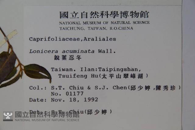 阿里山忍冬、漸尖葉忍冬藏品圖，第2張