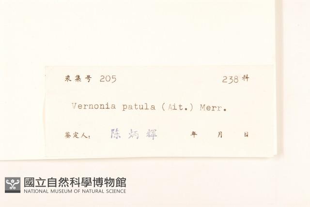 嶺南野菊藏品圖，第3張