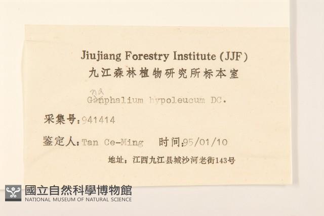 秋鼠麴草藏品圖，第3張