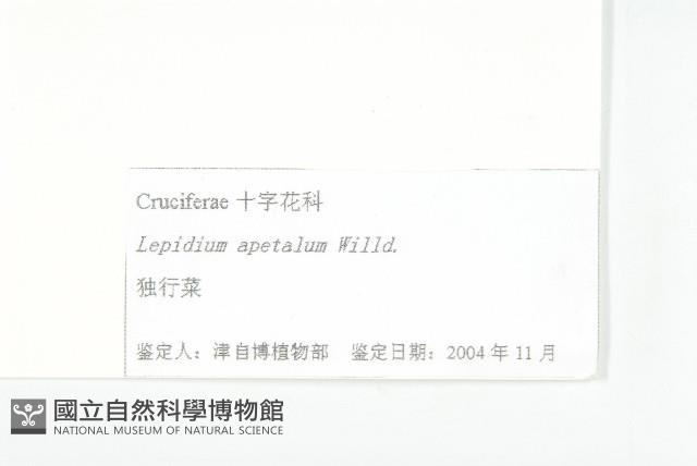 腺獨行菜藏品圖，第3張