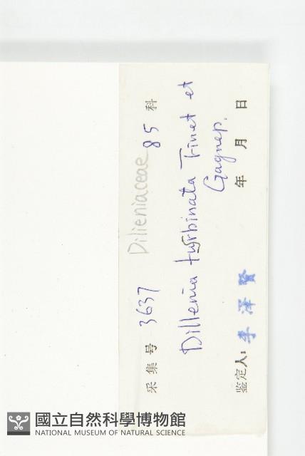 大花五椏果藏品圖，第3張