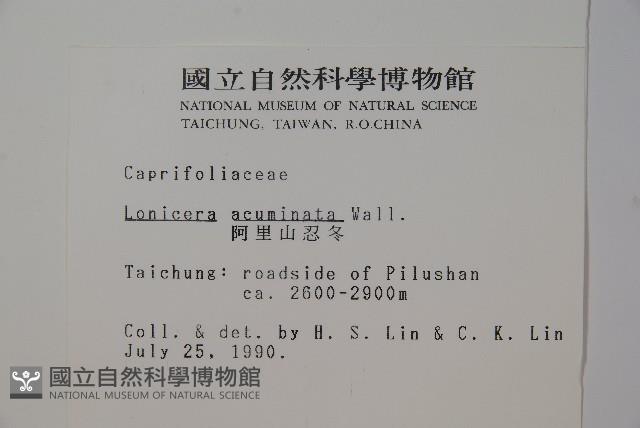 阿里山忍冬、漸尖葉忍冬藏品圖，第2張