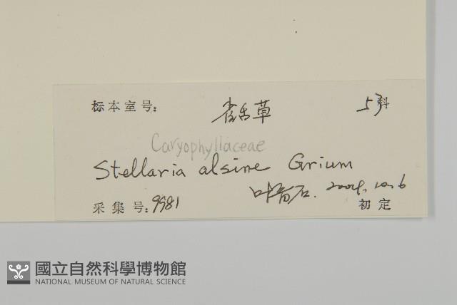 雀舌草藏品圖，第3張