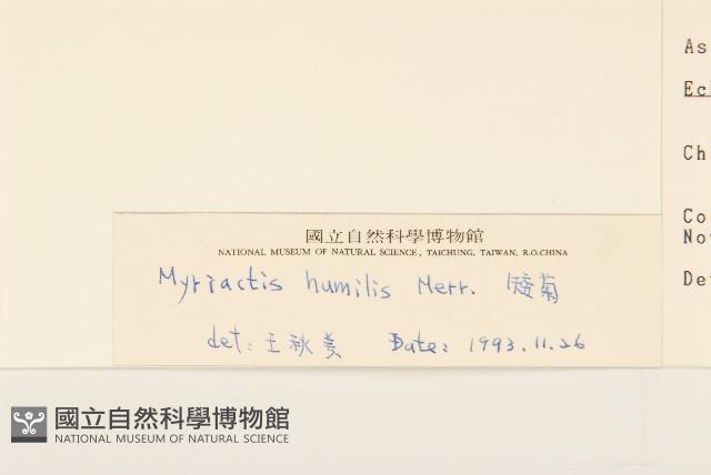 矮菊藏品圖，第3張