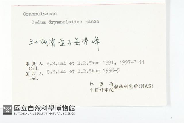 大葉火焰草藏品圖，第3張