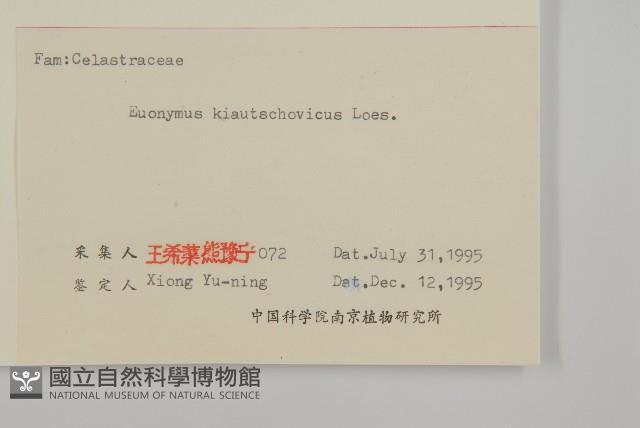 膠東衛矛藏品圖，第3張