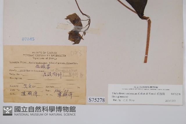 假酸漿藏品圖，第2張