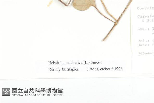 吊鐘藤藏品圖，第3張