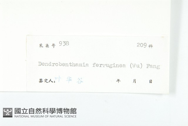 褐毛四照花藏品圖，第3張