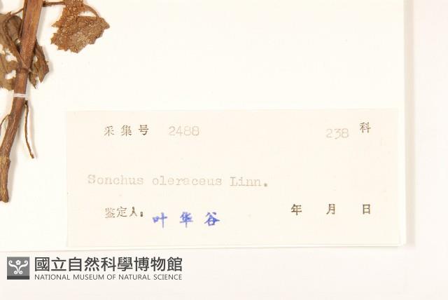 圓葉豹皮樟藏品圖，第3張