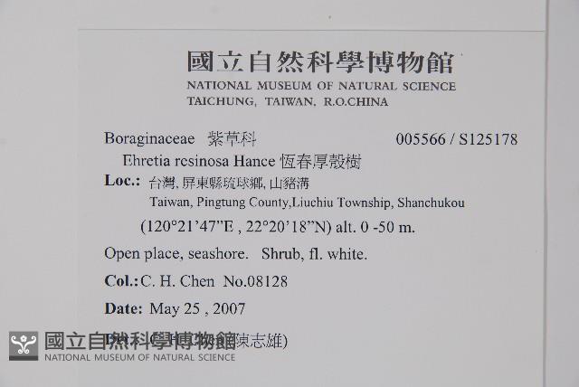 恆春厚殼樹藏品圖，第2張