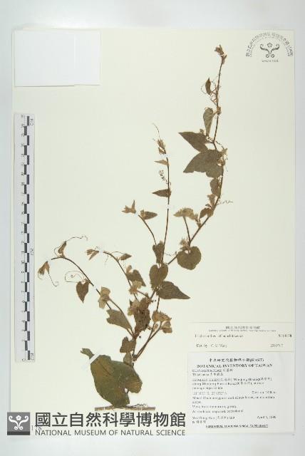 登錄號:S114178藏品圖，第3張