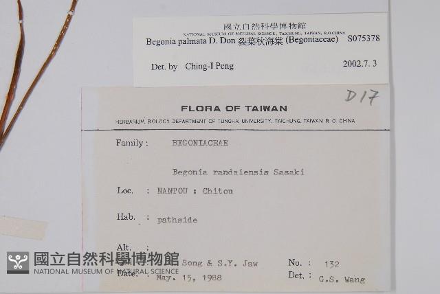 裂葉秋海棠藏品圖，第2張