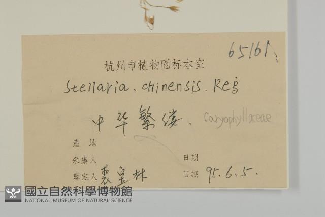 中國繁縷藏品圖，第3張