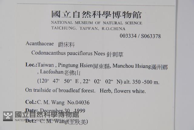 針刺草藏品圖，第2張