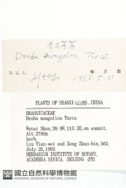 蒙古葶藶藏品圖，第3張