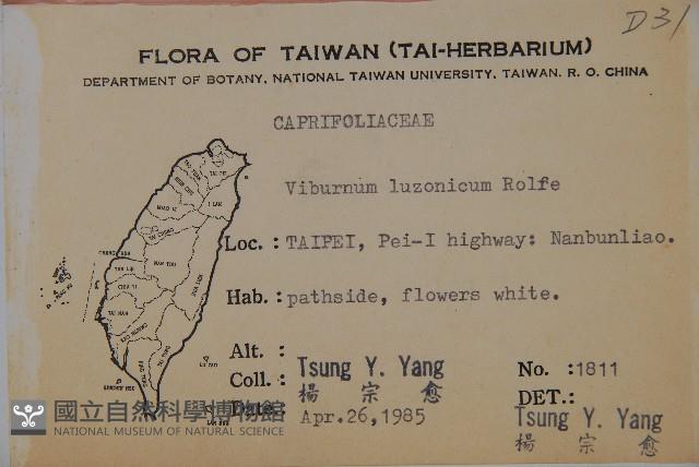 呂宋莢迷藏品圖，第2張