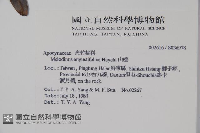 山橙藏品圖，第2張