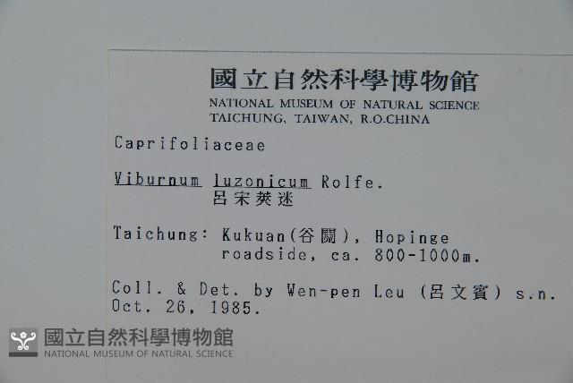 呂宋莢迷藏品圖，第2張