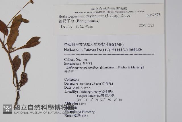 細纍子草藏品圖，第2張