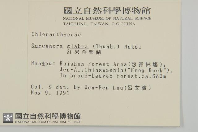 草珊瑚、紅果金粟蘭藏品圖，第2張