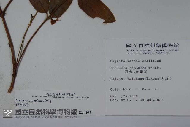 裡白忍冬、紅腺忍冬藏品圖，第2張