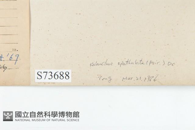 倒吊蓮、匙葉燈籠草藏品圖，第3張