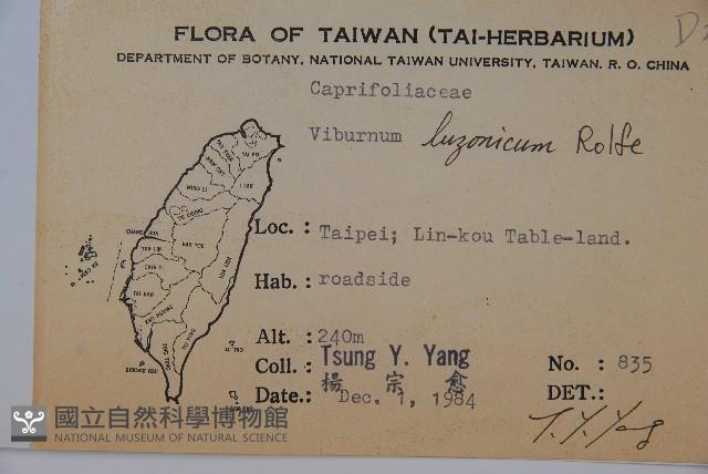 呂宋莢迷藏品圖，第2張