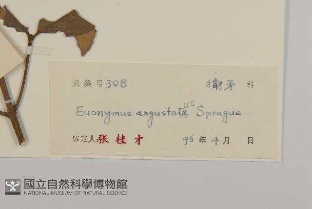 狹葉衛矛藏品圖，第3張