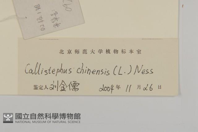 翠菊藏品圖，第3張