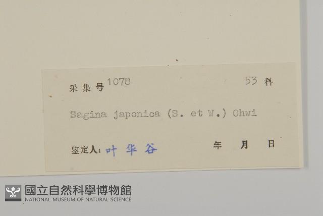 小苦瓜藏品圖，第3張