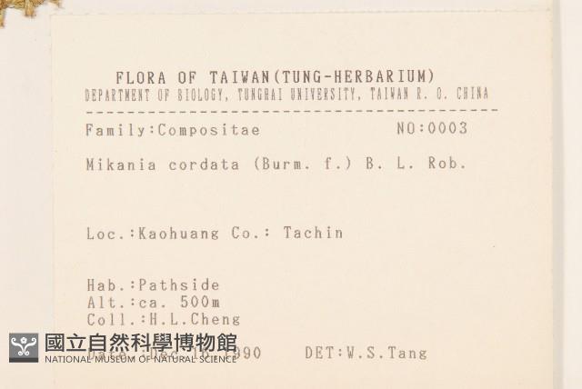 蔓澤蘭藏品圖，第2張