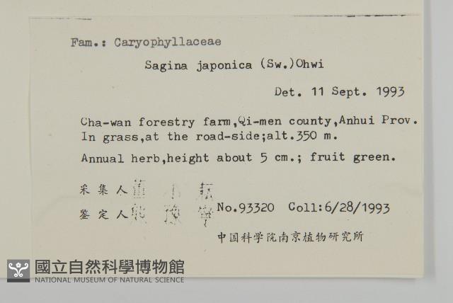 瓜槌草、漆姑草藏品圖，第2張