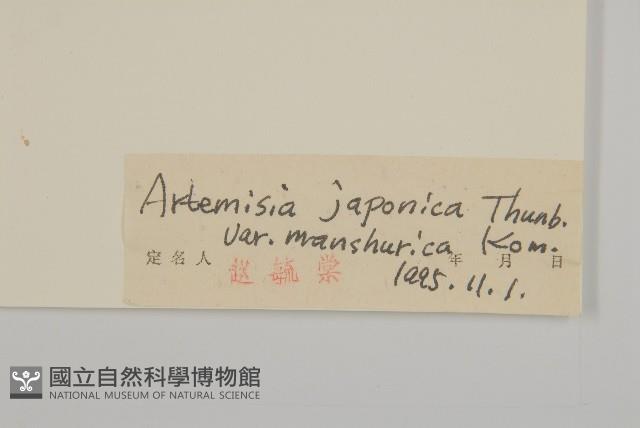 東北牡蒿藏品圖，第3張