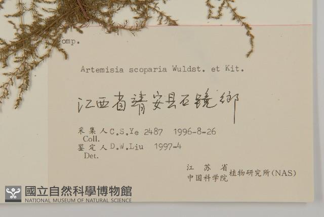 黃蒿藏品圖，第3張