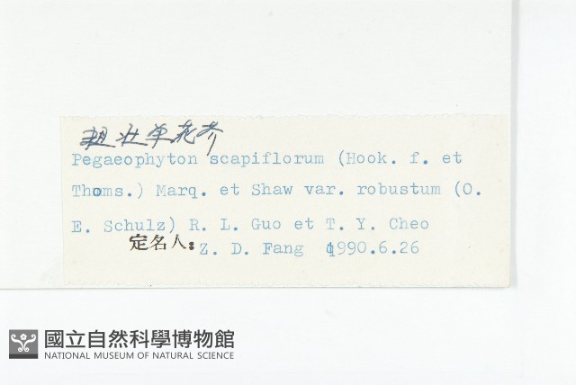 粗壯單花芥藏品圖，第3張