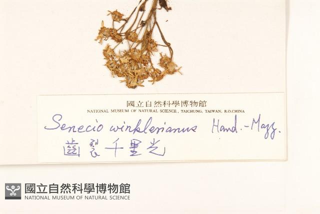 齒裂千里光藏品圖，第3張