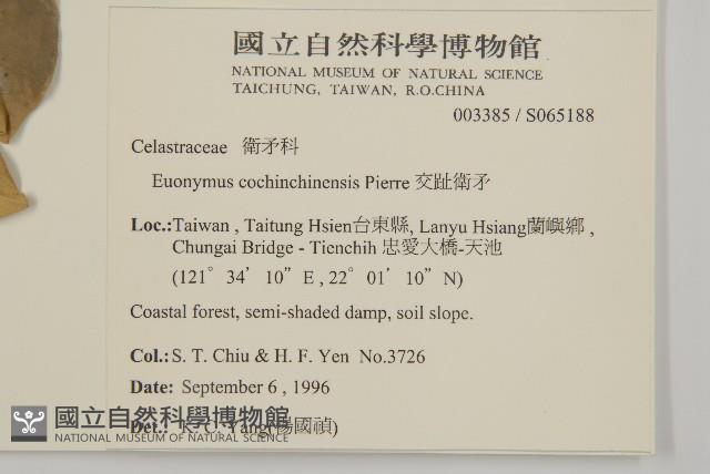 交趾衛矛藏品圖，第2張