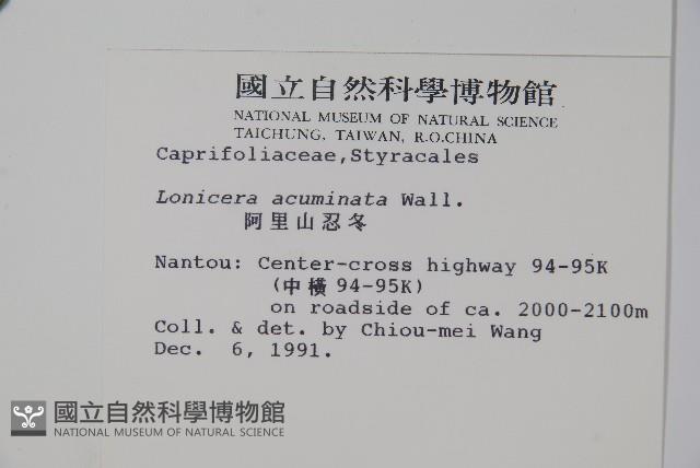 阿里山忍冬、漸尖葉忍冬藏品圖，第2張