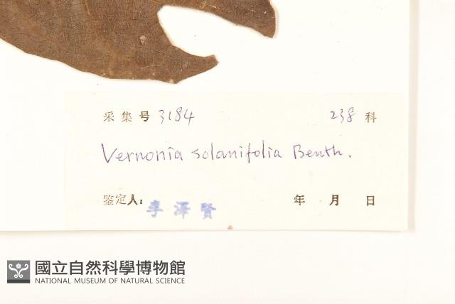 茄葉斑鳩菊藏品圖，第3張