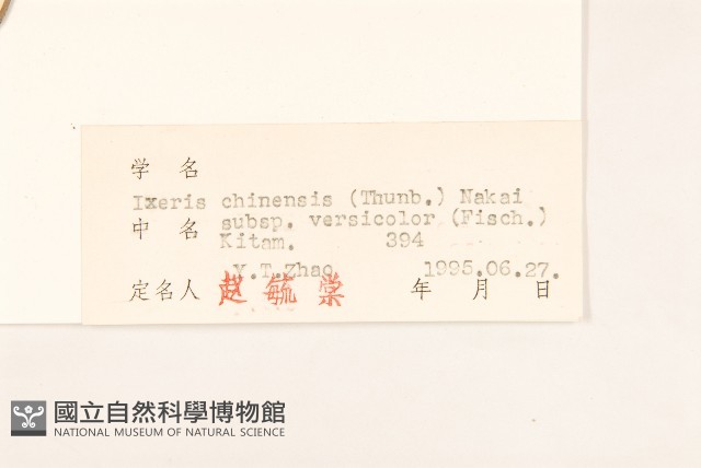 兔子菜藏品圖，第3張